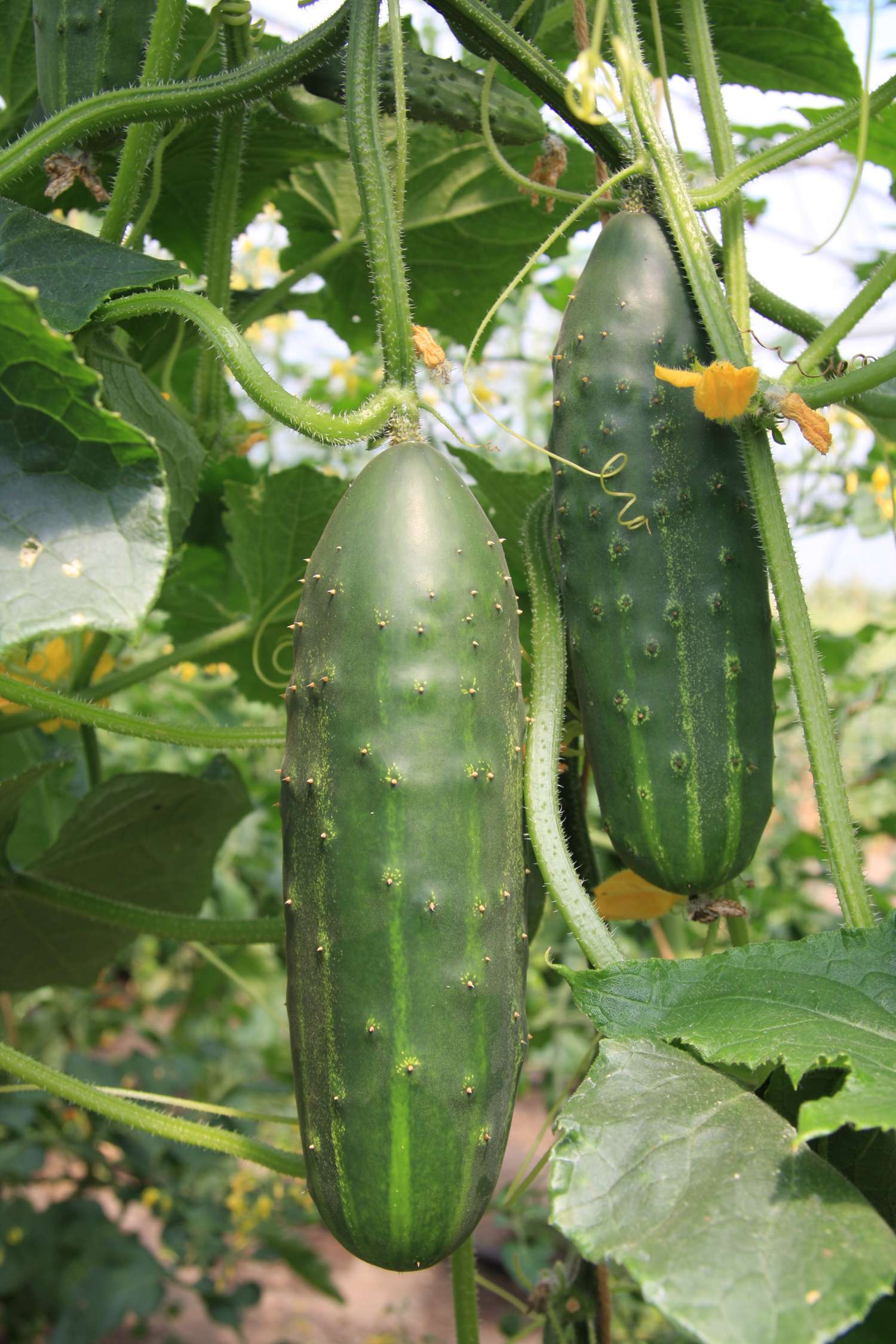 Concombre 'Marketmore' (graines BIO)